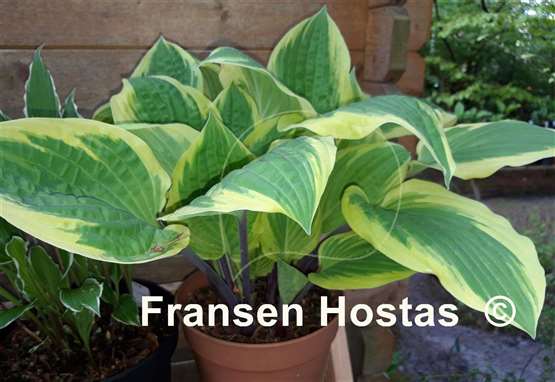 Hosta Delicious